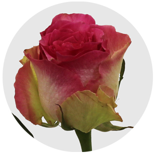 Роза Малибу (Malibu)