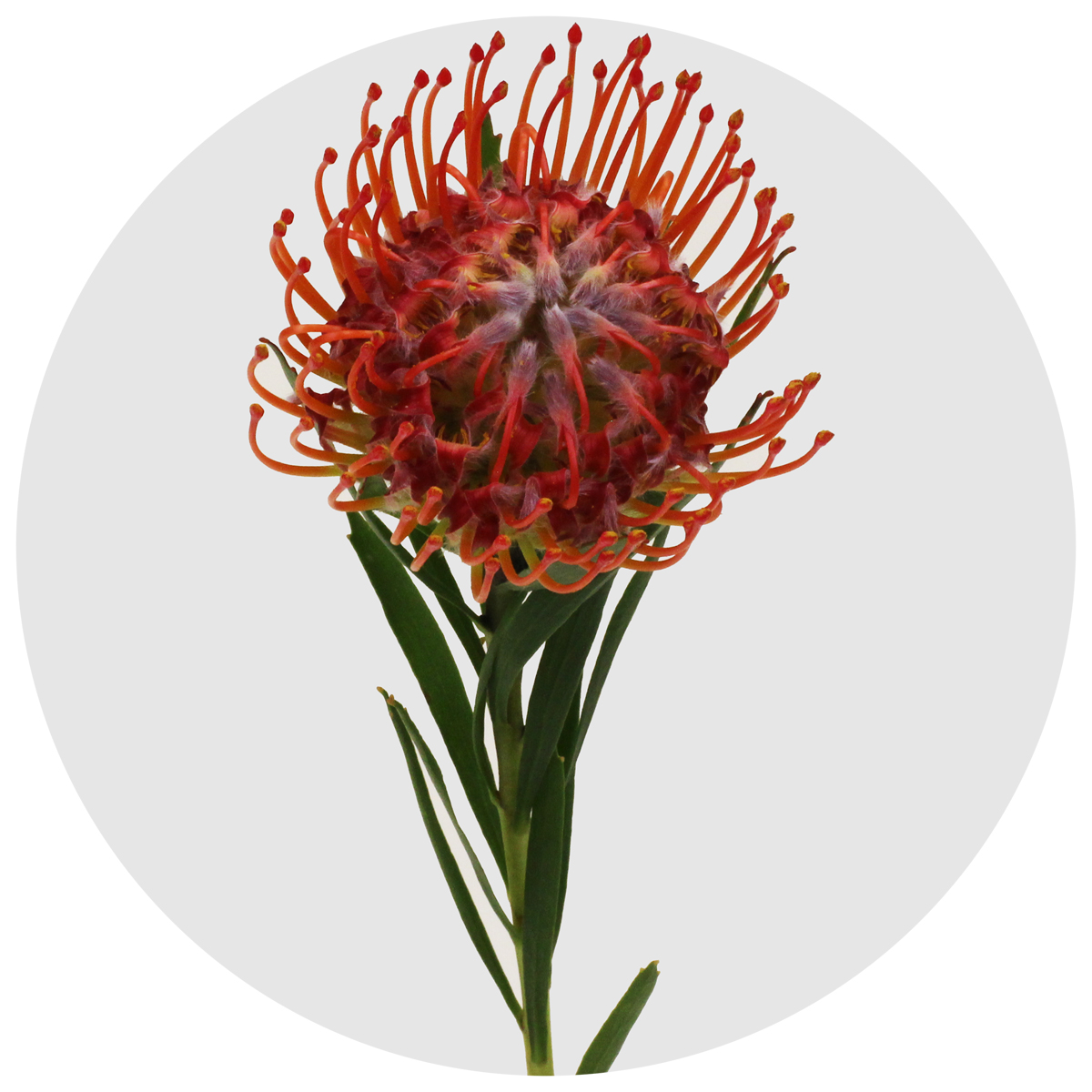 Протея Нутан красная