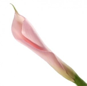 Калла Фламинго (Flamingo)