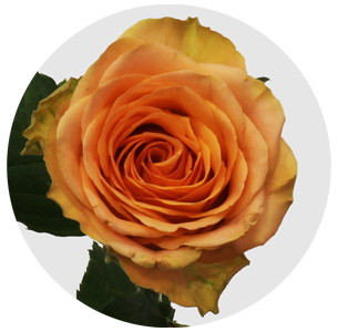 Роза Кантри спирит хоум (Country Spirit Home)