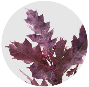 Лист дуба крашеный матовый розовый