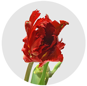 Тюльпан Гарден Файр (Garden Fire)