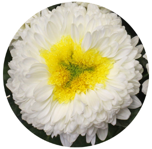 Хризантема одноголовая Инга (Inga)