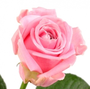 Роза Хайди (Heidi)