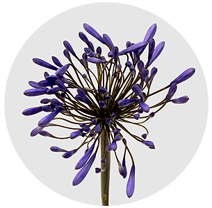 Агапантус Блю хевен (Blue Heaven)