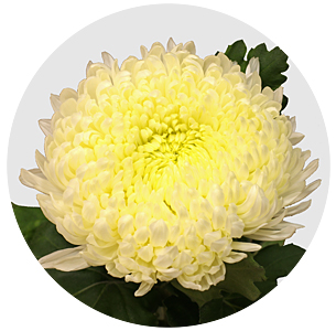 Хризантема одноголовая Сфера белая (Sfera White)