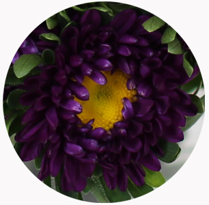  Астра китайская Каллистефус пурпурная (Callistephus purple) 