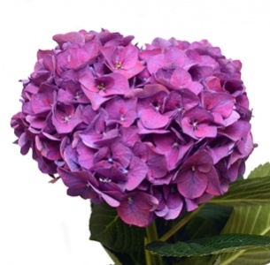 Гортензия лиловая