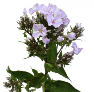 Флокс розовый двуцветный