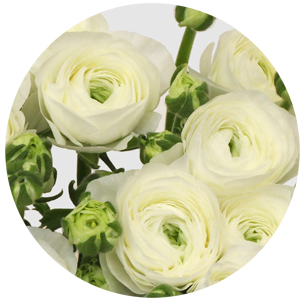 Ранункулус Клуни белый (Clooney White)