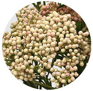 Озотамнус Пинк пантер (Pink Panther)