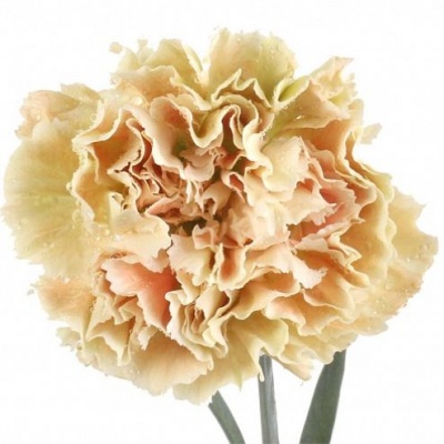 Гвоздика стандарт Путумайо (Putumayo)