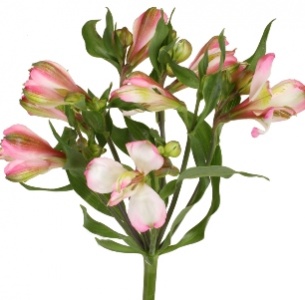 Альстромерия бело-розовая