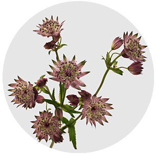 Астранция Стар оф Африка (Star of Africa)