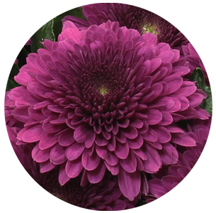 Хризантема одноголовая Барка Сплендид (Barca Splendid)