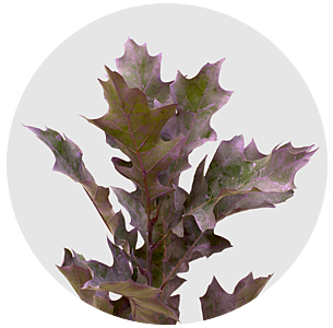 Лист дуба матовый фиолетовый (Frosted Violet)