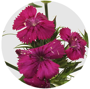 Диантус барбатус Амазон Неон черри (Amazon Neon Cherry)