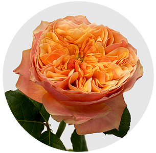 Роза Кенсингтон гарден (Kensington Gardens)