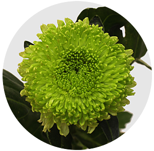 Хризантема одноголовая Коко зелёная (Coco Green)