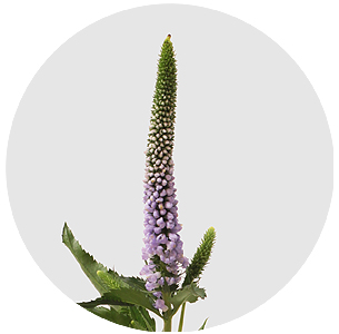 Вероника кустовая милка