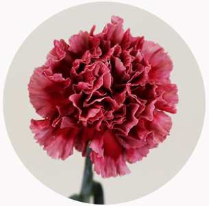 Гвоздика стандарт микс 4