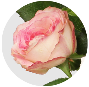 Роза кустовая Свит старз (Sweet Stars)