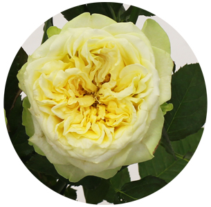 Роза Жерар жёлто-зелёная (Gerard)