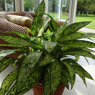 Диффенбахия (Dieffenbachia)