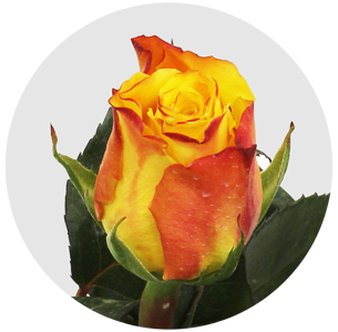 Роза Мари Клер (Marie Clair)