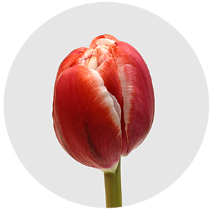 Тюльпан Драмлайн (Drumline)