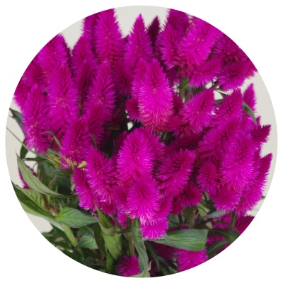 Целозия колосковая тёмно-лиловая Каракас (Celosia Deep Purple Caracas)