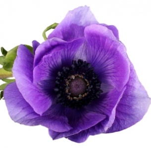 Анемон фиолетовый