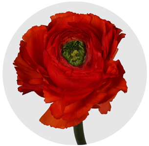 Ранункулус Клуни красный (Clooney red)