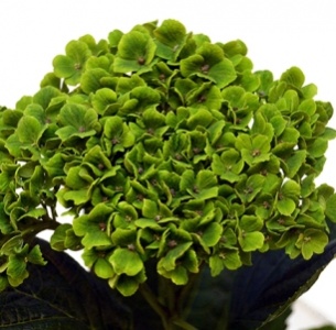 Гортензия зеленая