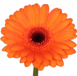 Гербера Эрика (Erica)