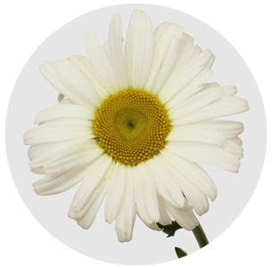 Ромашка белая