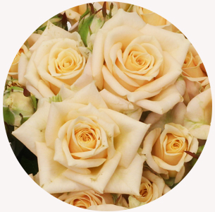 Роза кустовая Джастин  (Justine)