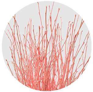 Берёза крашеная светло-розовая (Berken painted light pink)