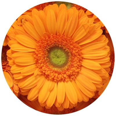 Гербера Мандарина (Mandarina)