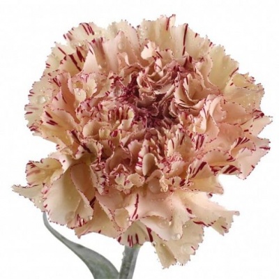 Гвоздика стандарт Вайпер (Viper)