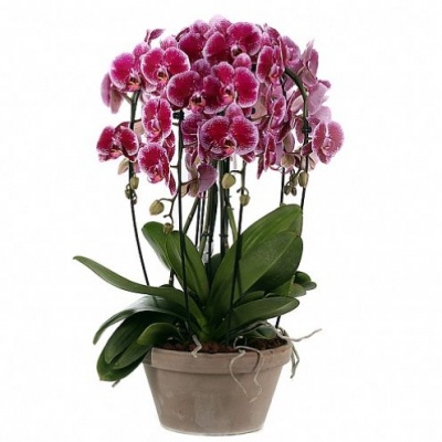 Орхидея Фаленопсис (Phalaenopsis) микс 8