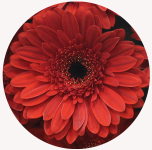 Гербера Баронес (Barones)