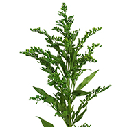 Солидаго зеленый