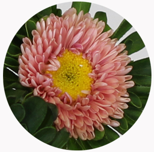 Астра китайская Каллистефус абрикосовая (Callistephus abrikoos)