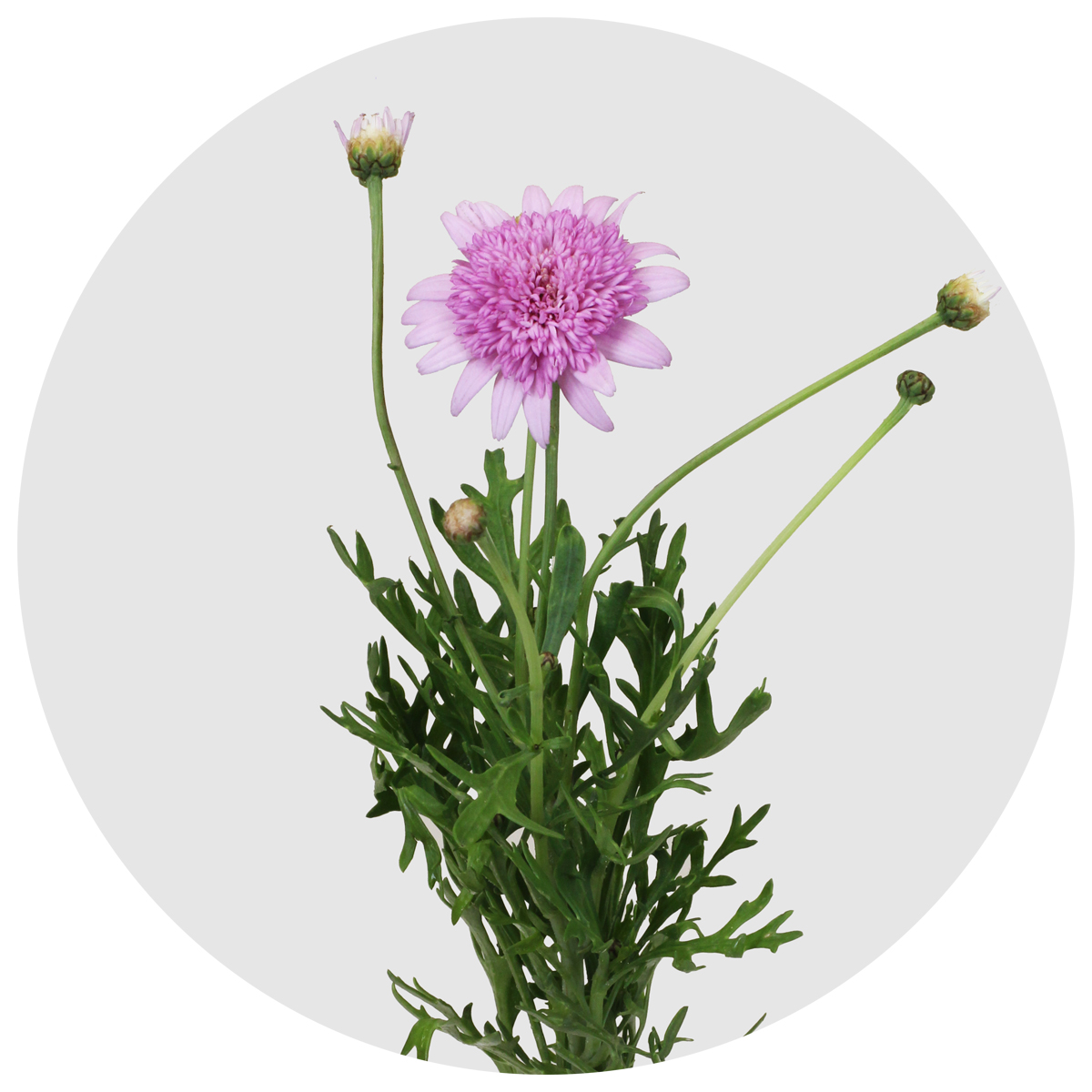 Ромашка розовая (Margrieten Pink)