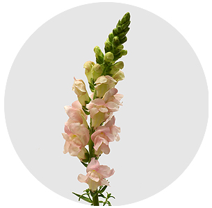 Антирринум светло - розовый