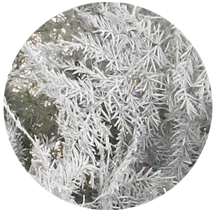 Аспарагус перистый крашеный белый (Asparagus plumosus painted white)