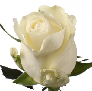 Роза Прауд (Proud)