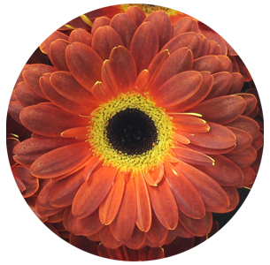 Гербера Ретро (Retro)