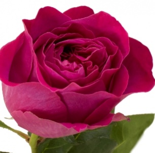 Роза Девид Остин Кэт (Kate) Роза Девид Остин Кэт (Kate)